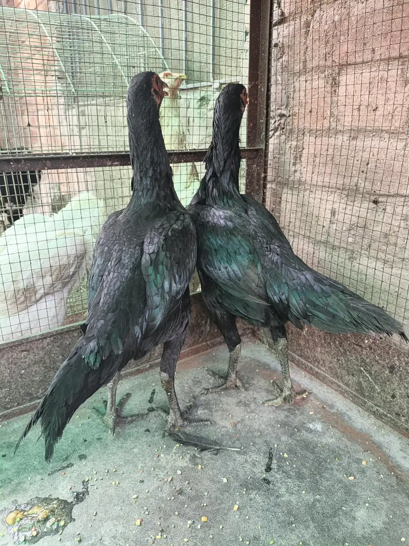 Thai pokoya O Shamo patha Murga Aseel chicks pathi Punas, Burmi,Dragon — photo 2