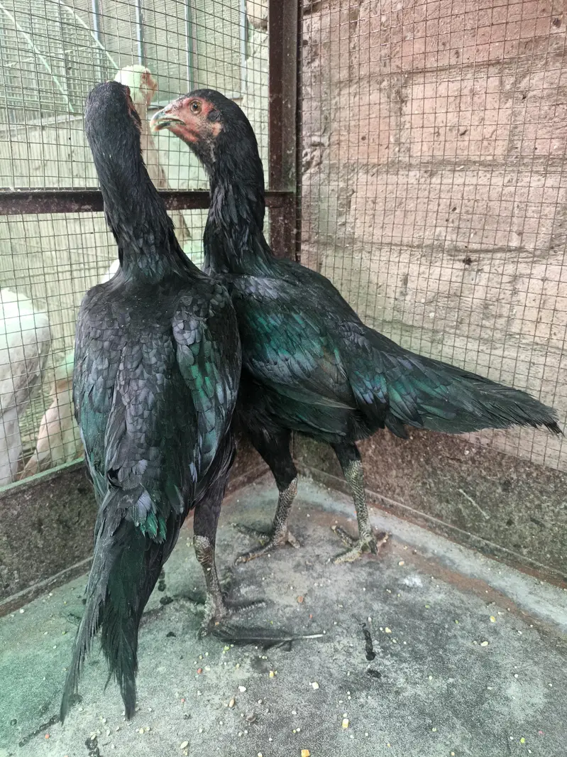 Thai pokoya O Shamo patha Murga Aseel chicks pathi Punas, Burmi,Dragon — photo 3