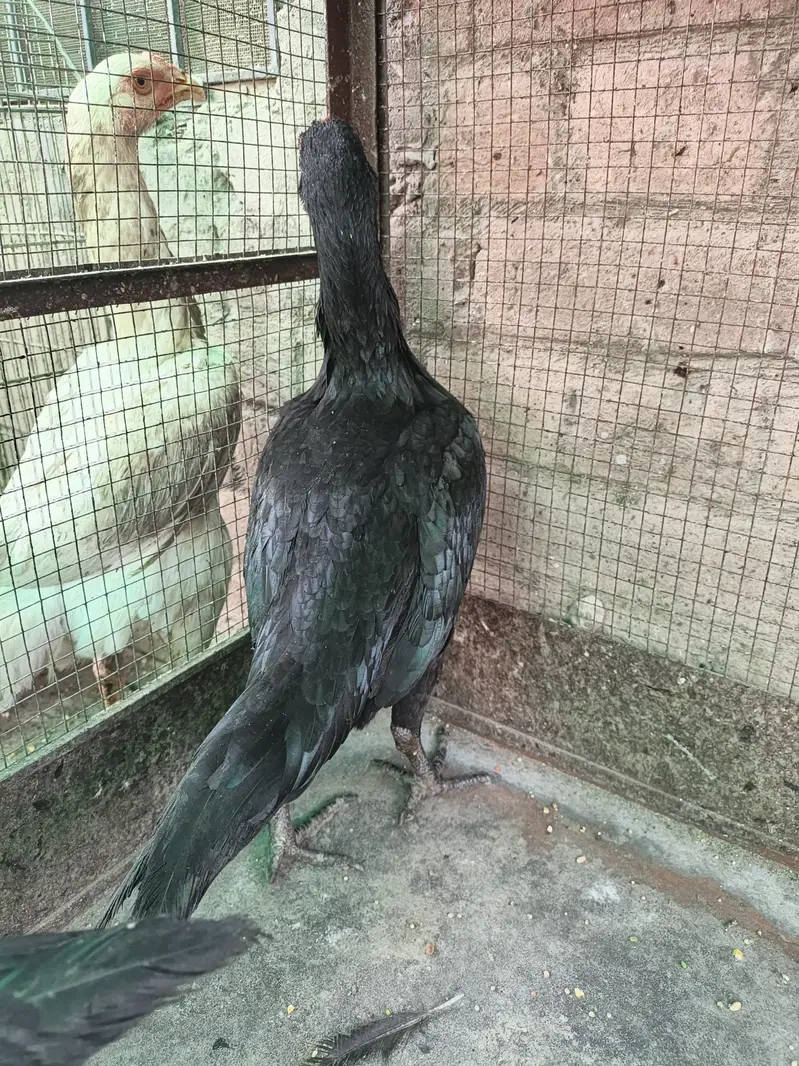 Thai pokoya O Shamo patha Murga Aseel chicks pathi Punas, Burmi,Dragon — photo 4