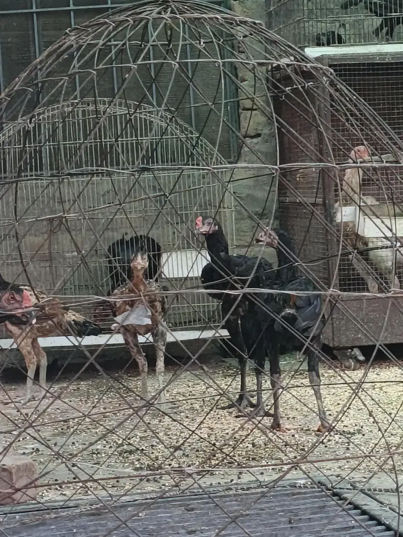 Thai pokoya O Shamo patha Murga Aseel chicks pathi Punas, Burmi,Dragon — photo 10