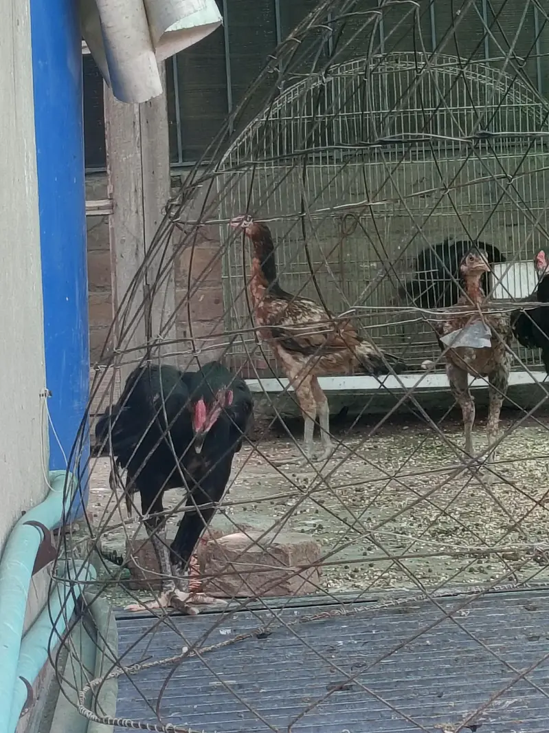 Thai pokoya O Shamo patha Murga Aseel chicks pathi Punas, Burmi,Dragon — photo 11