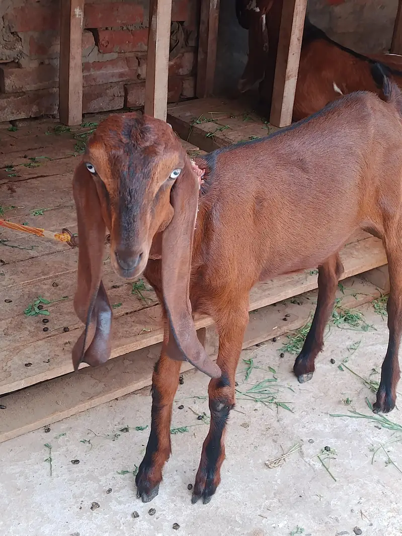 nagri feamle 5 months age a+ quality full active and healthy ha — photo 2