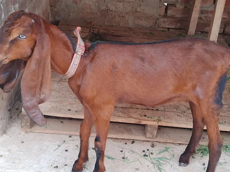 nagri feamle 5 months age a+ quality full active and healthy ha — photo 3