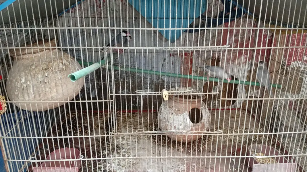 nodino 1pec love bird 1pec fecher 5pec — photo 2