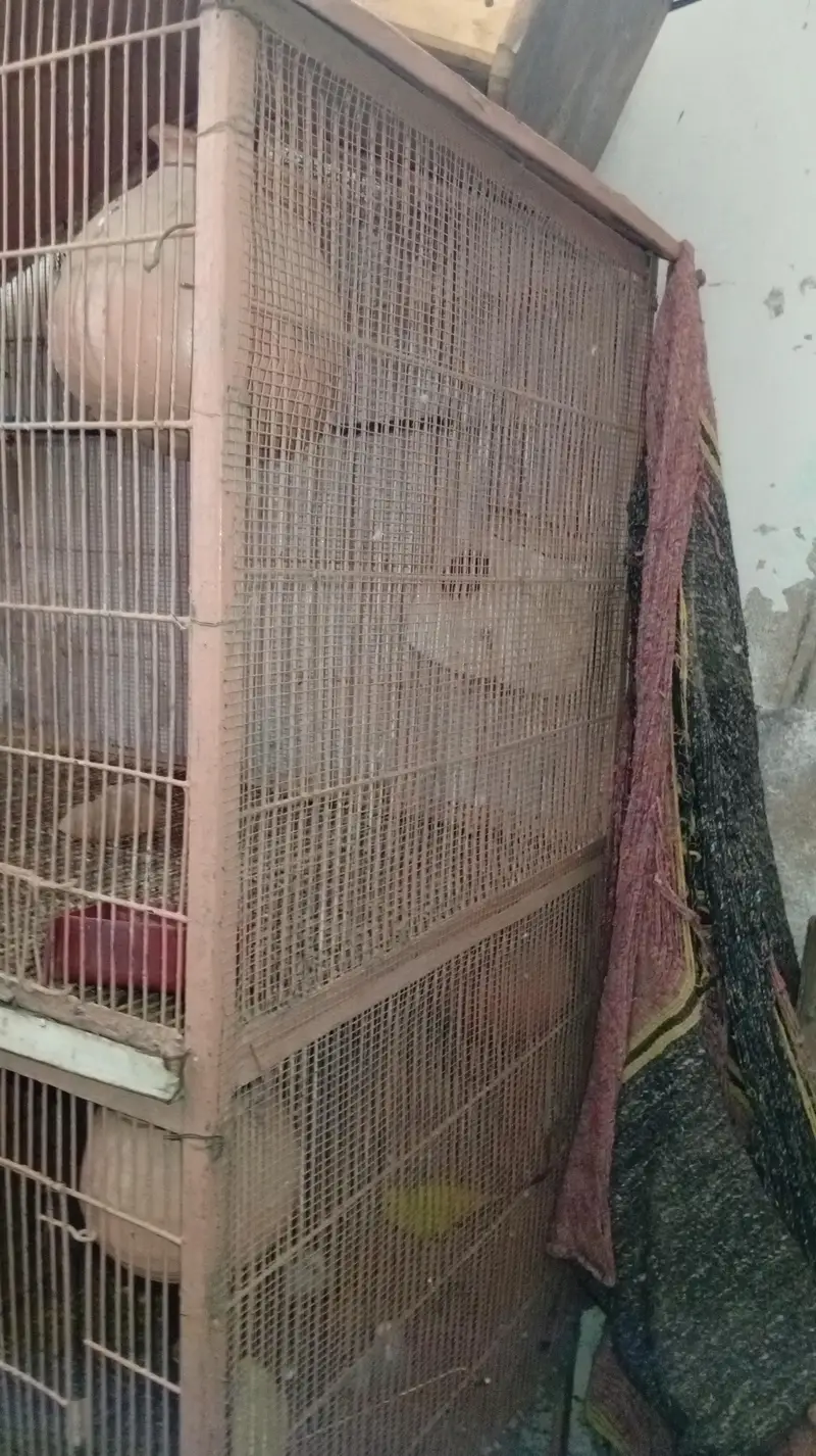 nodino 1pec love bird 1pec fecher 5pec — photo 6