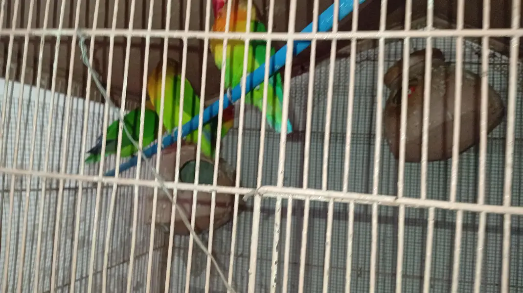 nodino 1pec love bird 1pec fecher 5pec — photo 7