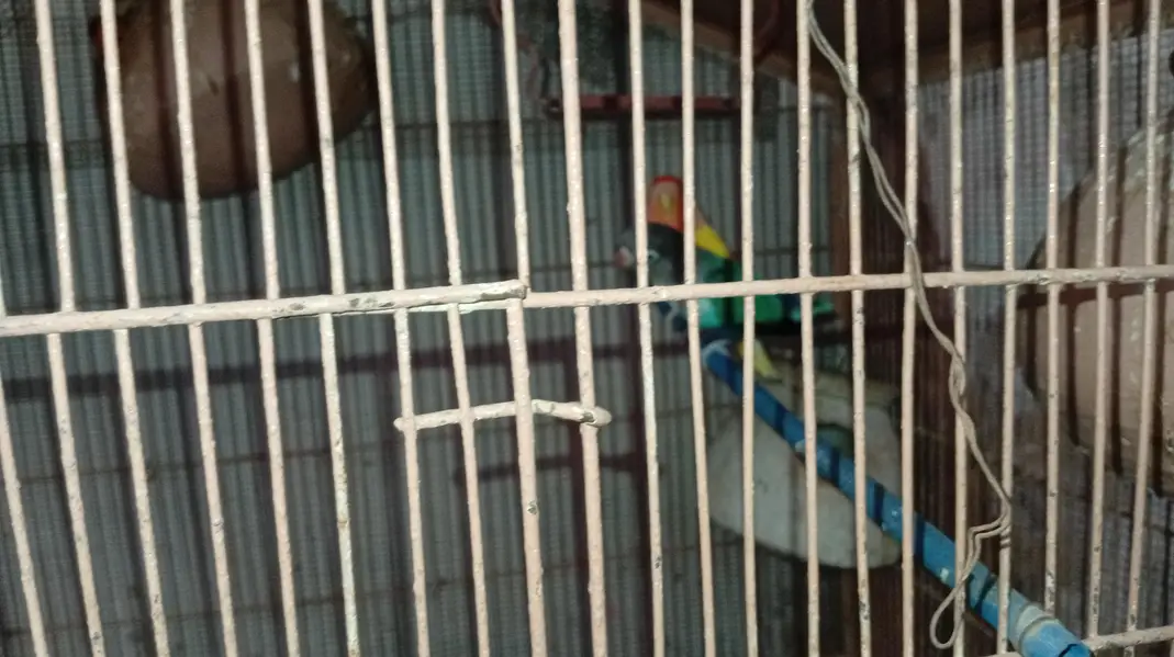 nodino 1pec love bird 1pec fecher 5pec — photo 8