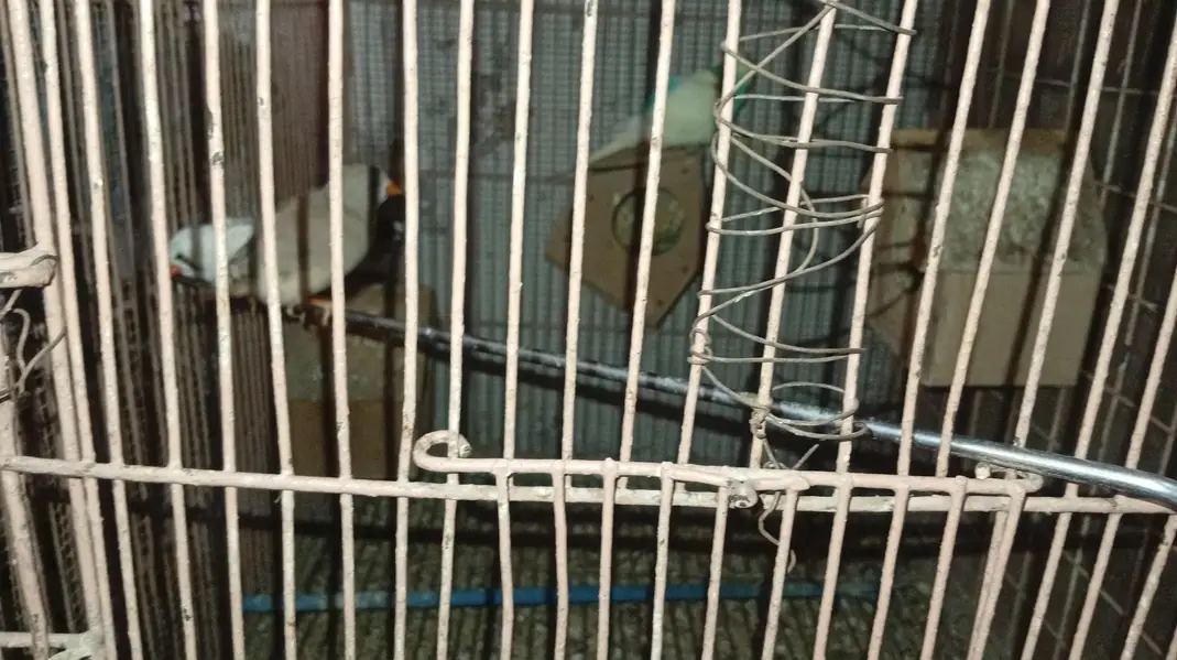 nodino 1pec love bird 1pec fecher 5pec — photo 9