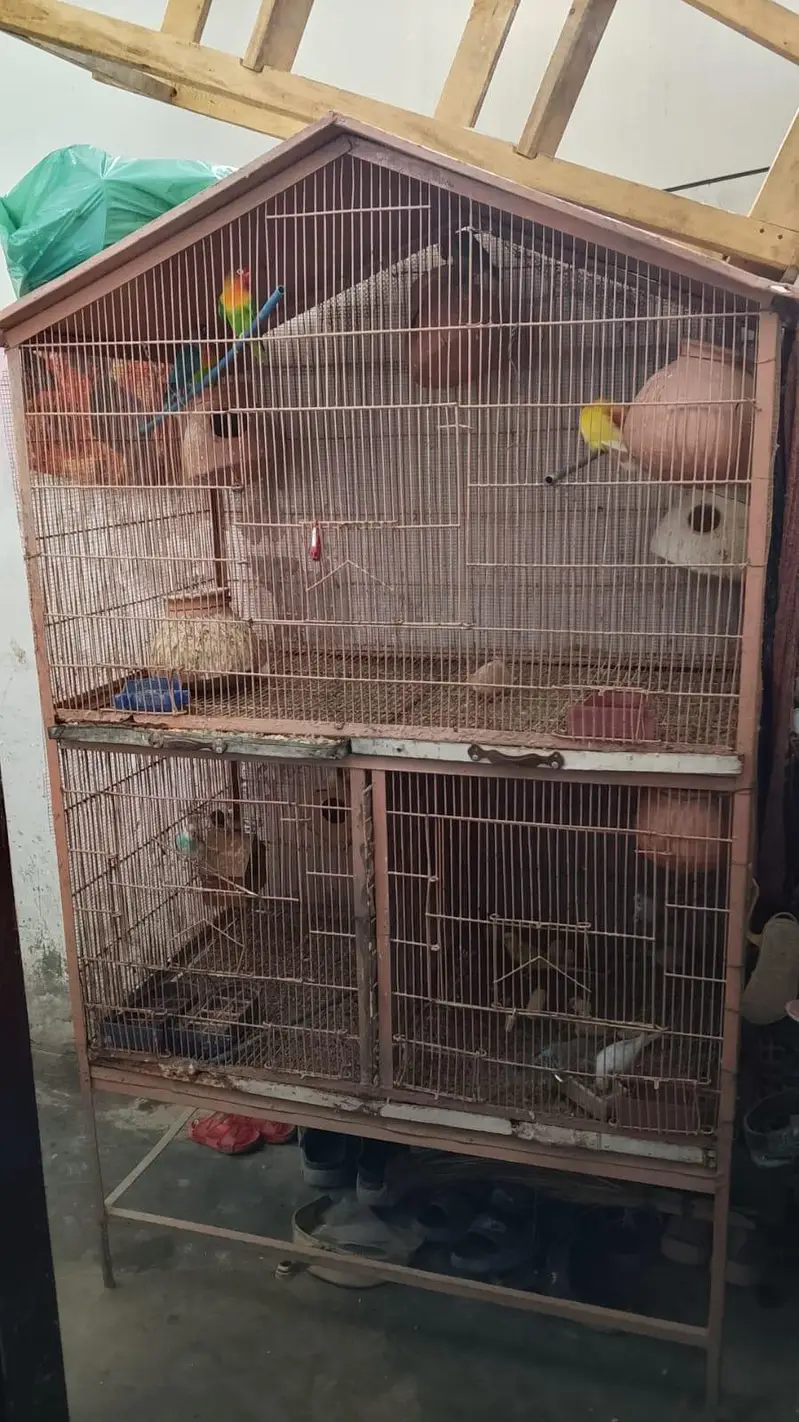 nodino 1pec love bird 1pec fecher 5pec — photo 10