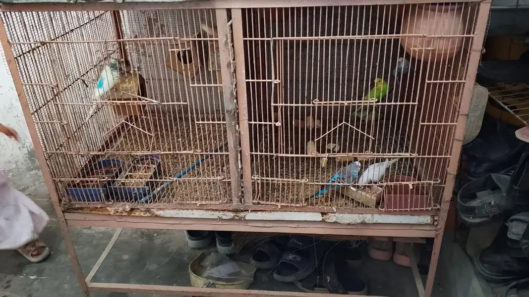 nodino 1pec love bird 1pec fecher 5pec — photo 12