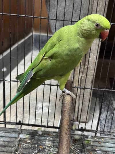 gareen parrot