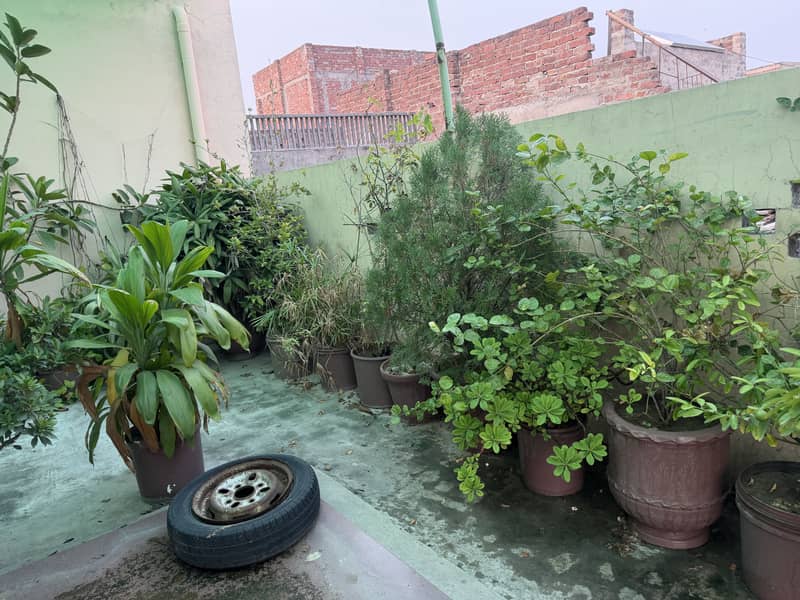 Plants 1