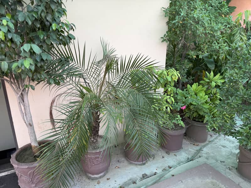 Plants 2