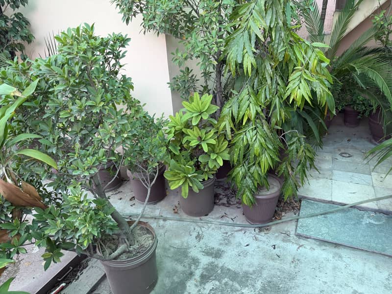Plants 3
