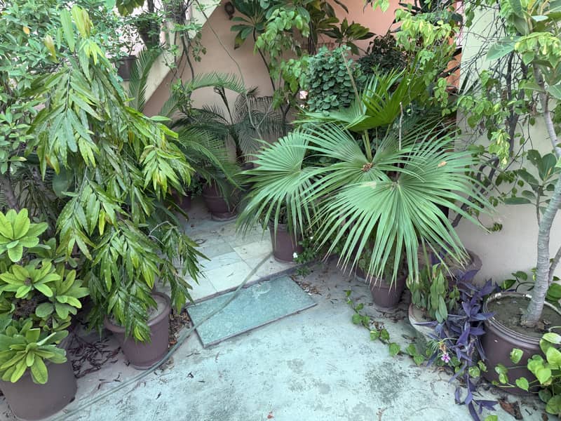 Plants 4