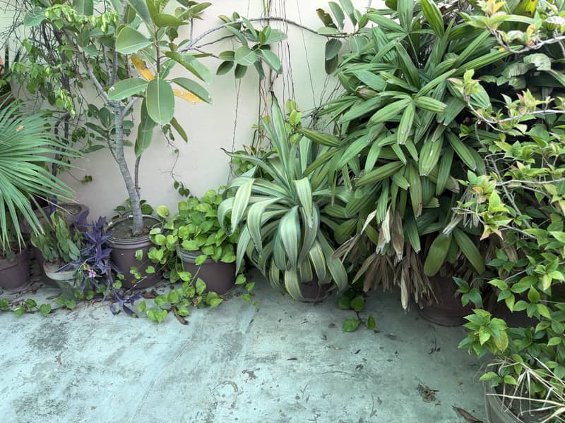 Plants 5