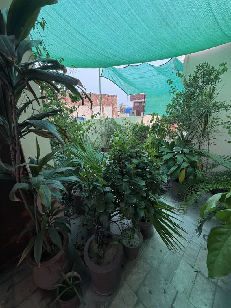 Plants 6