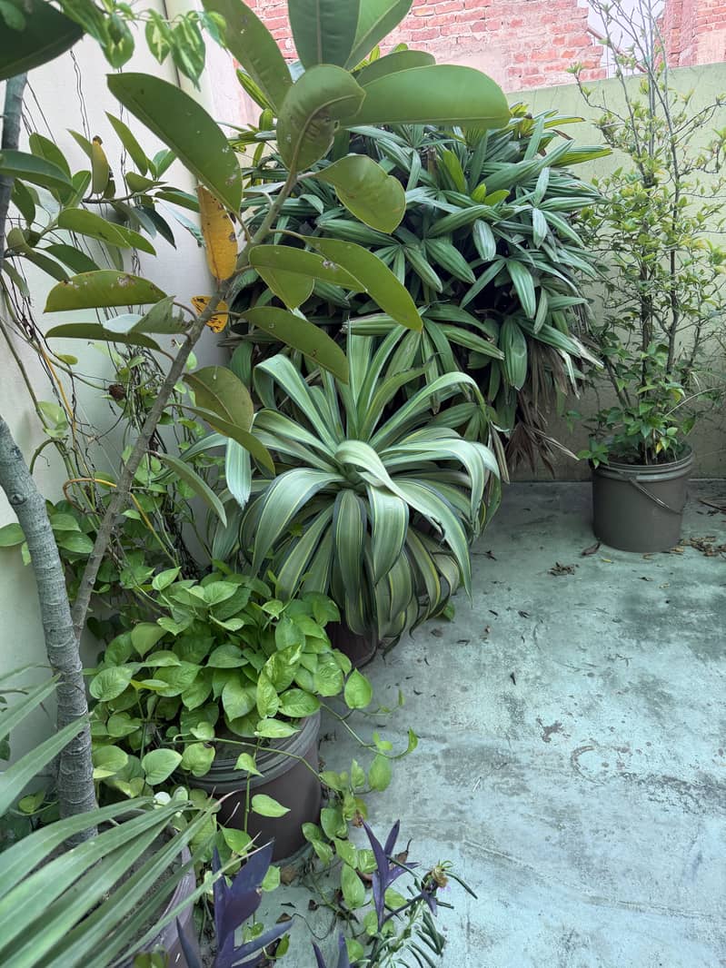Plants 8