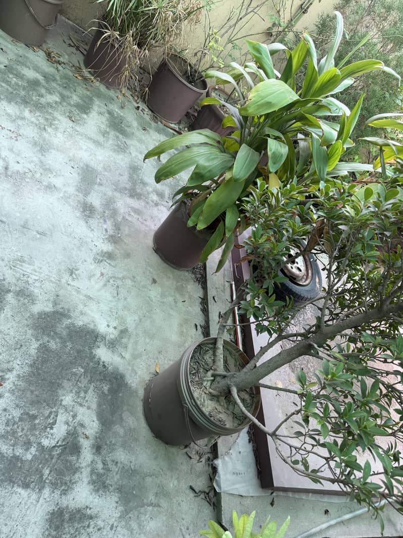 Plants 10