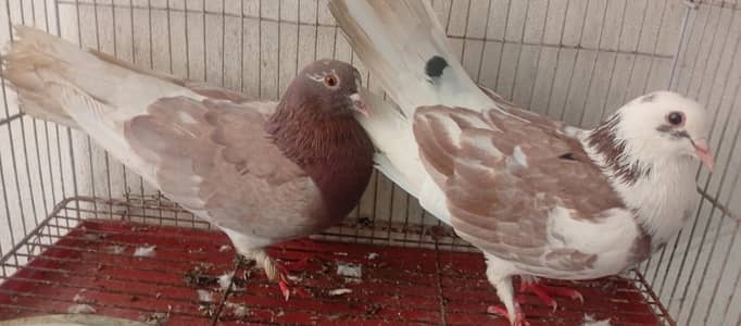 num 03224680654