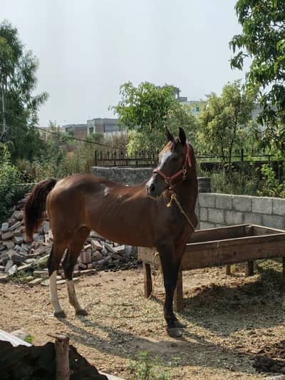 Pregnant Ghori