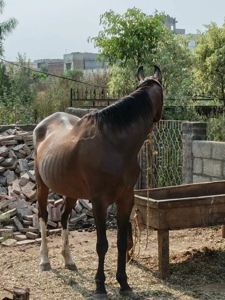 Pregnant Ghori — photo 2