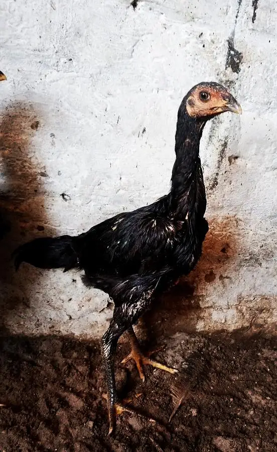 Quality Black Eyes Pathyian 03224964486 — photo 3