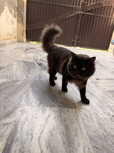 Persian cat