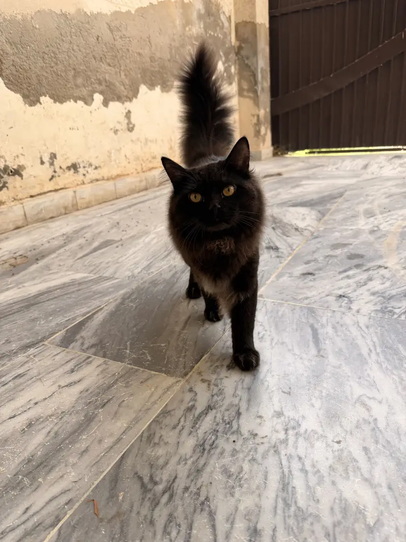 Persian cat — photo 2