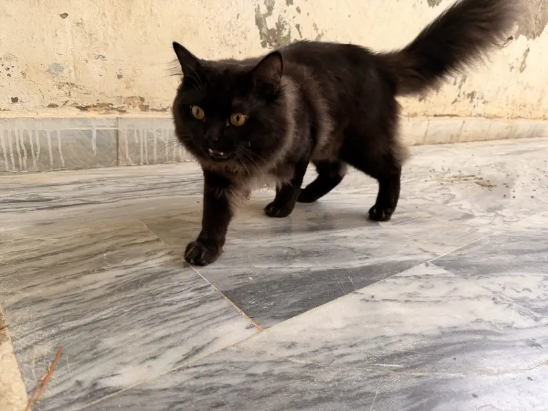 Persian cat — photo 3