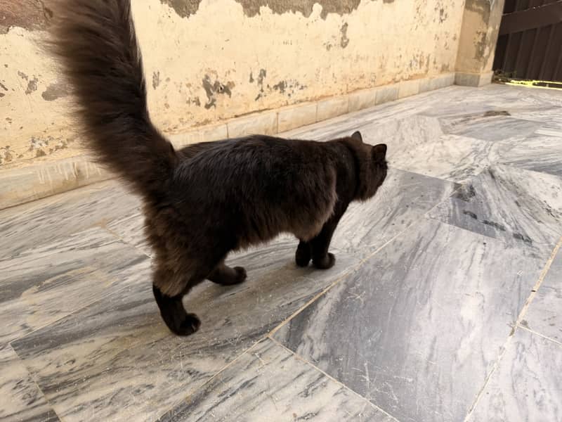 Persian cat 3
