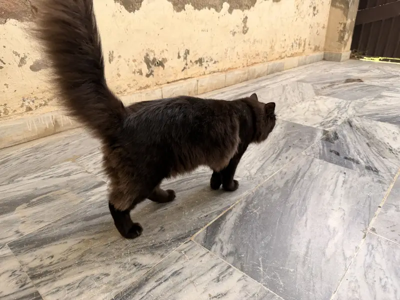 Persian cat — photo 4