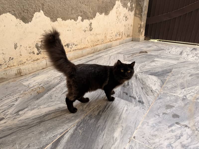 Persian cat 4