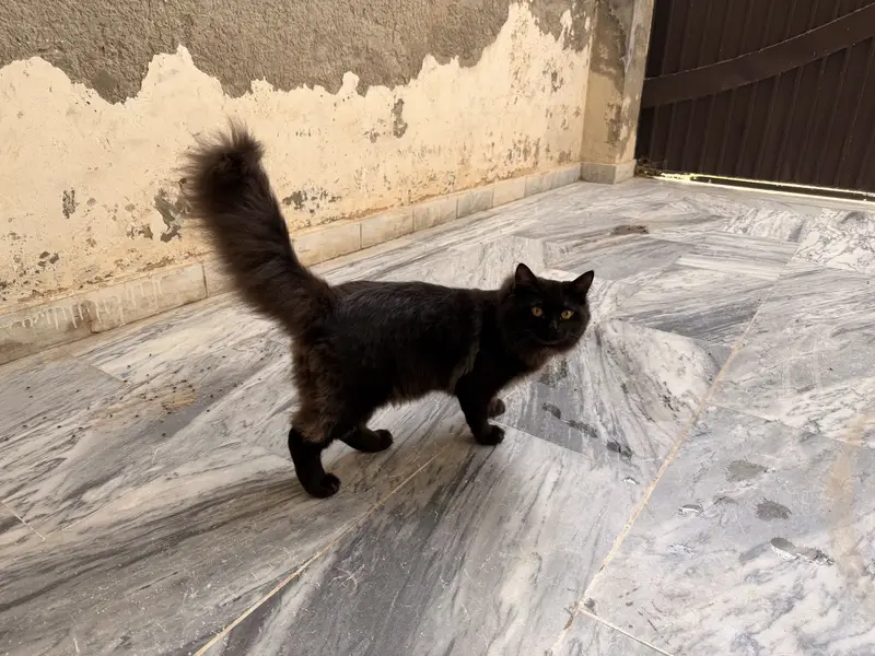 Persian cat — photo 5