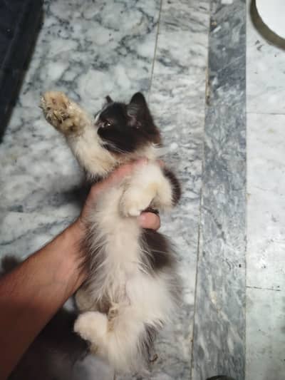 Persian kitten for sale. Active playing litre trained