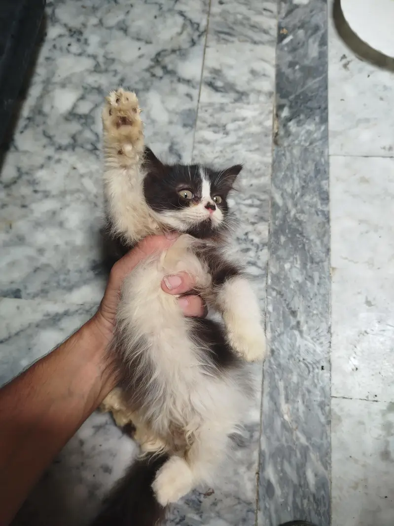 Persian kitten for sale. Active playing litre trained — photo 2