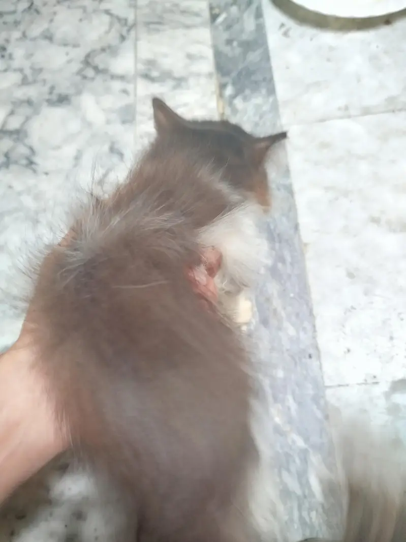Persian kitten for sale. Active playing litre trained — photo 3