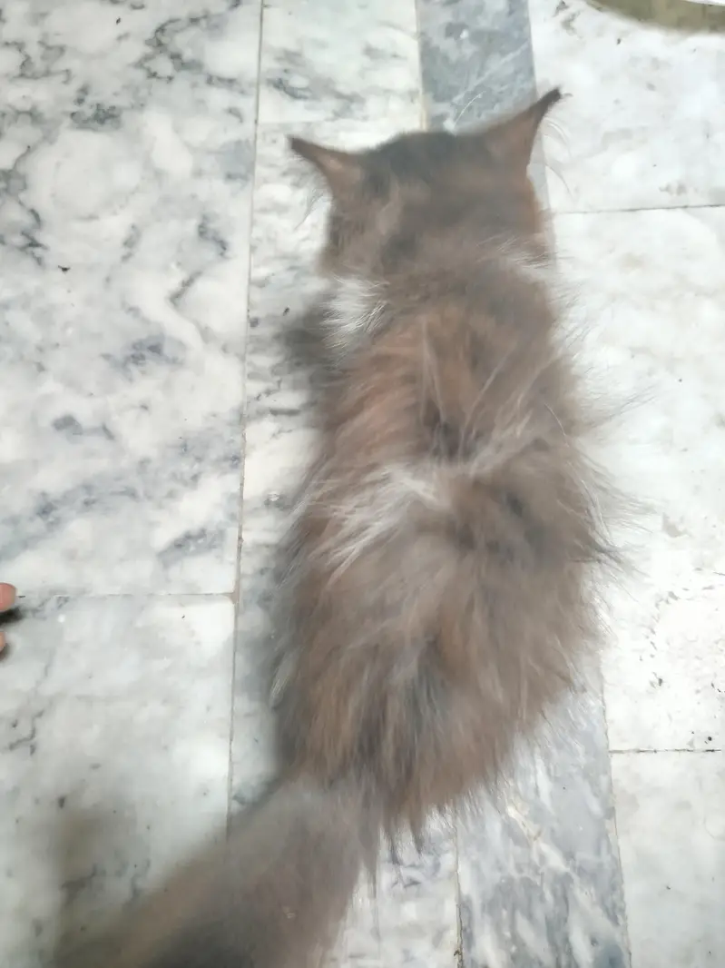 Persian kitten for sale. Active playing litre trained — photo 4