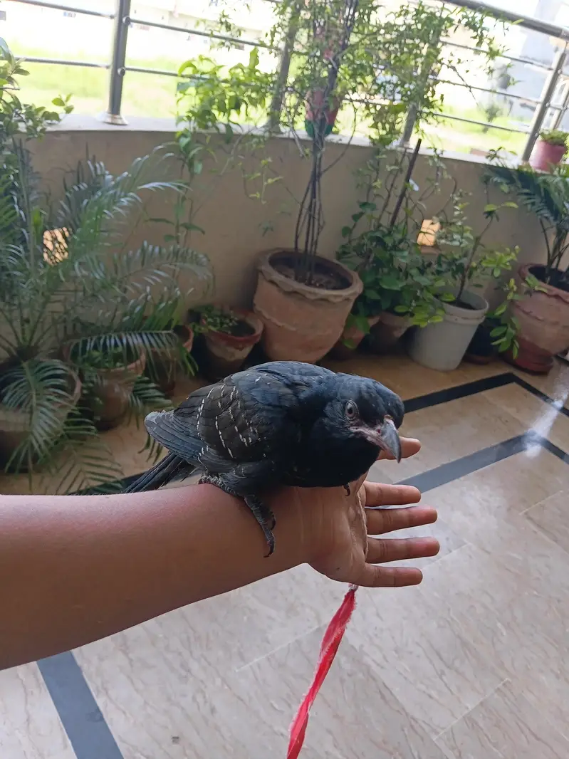koiyal — photo 2