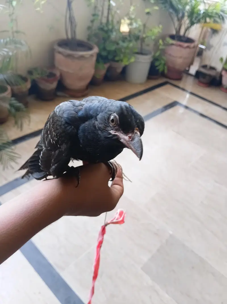 koiyal — photo 4