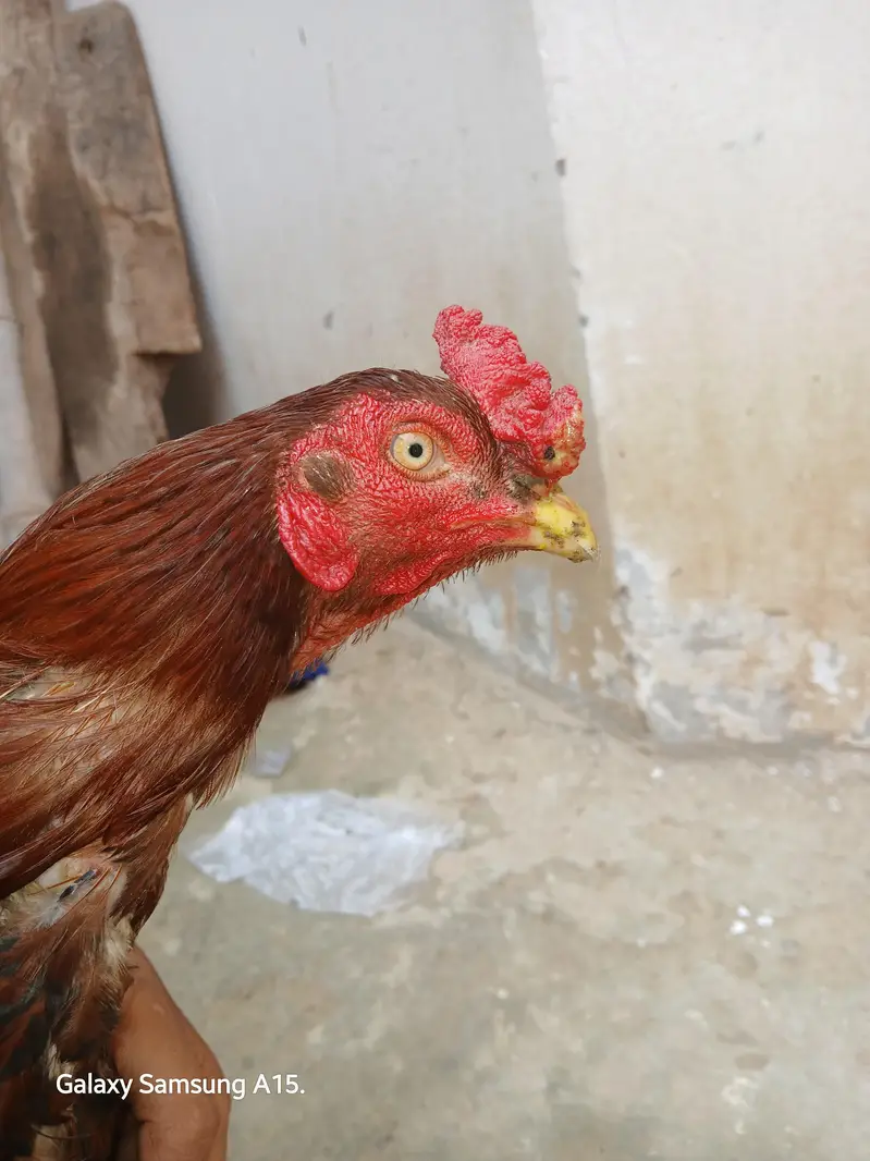 Aseel Pair — photo 7