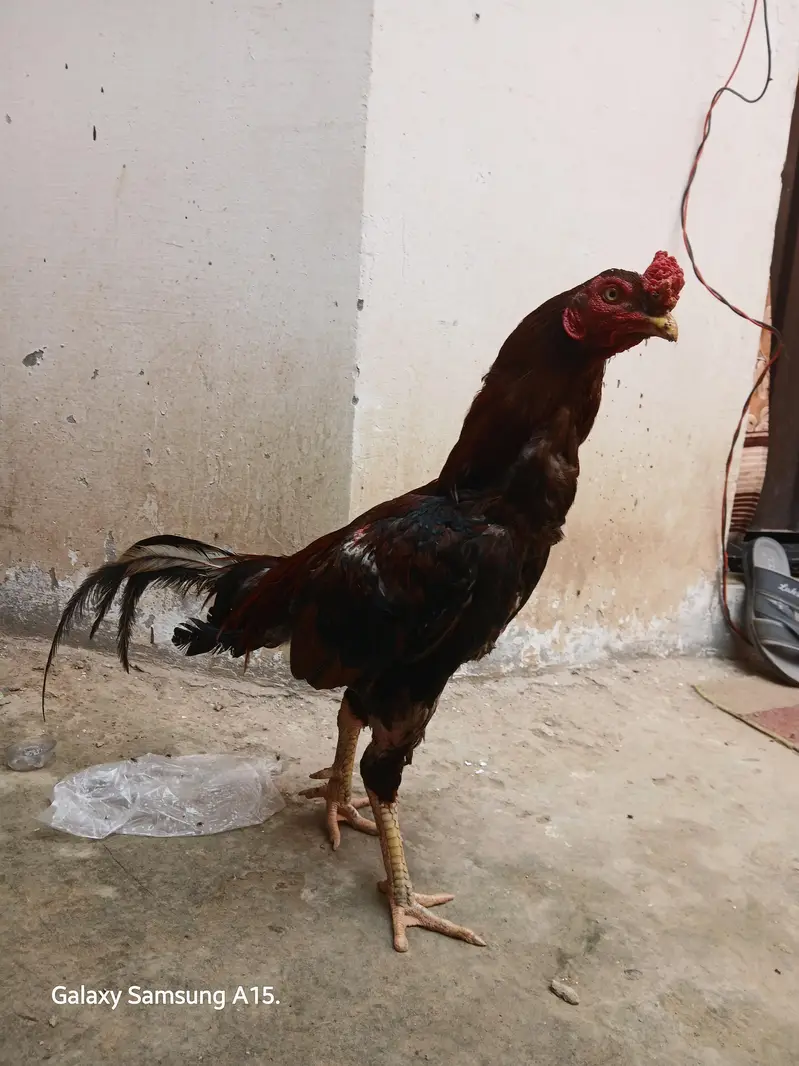 Aseel Pair — photo 8