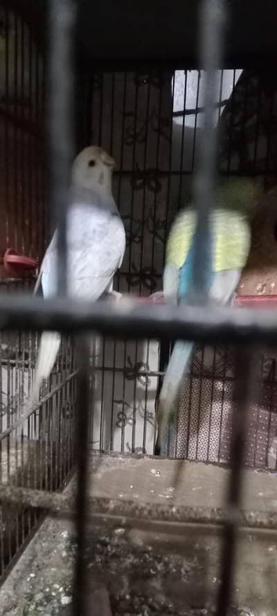 budgie