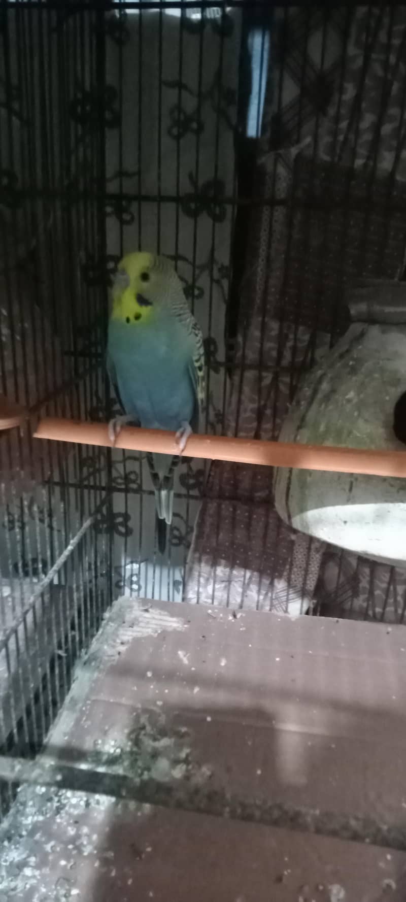 budgie 1