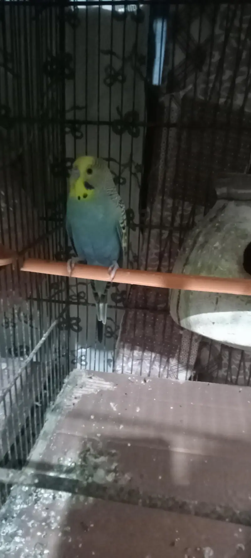 budgie — photo 2
