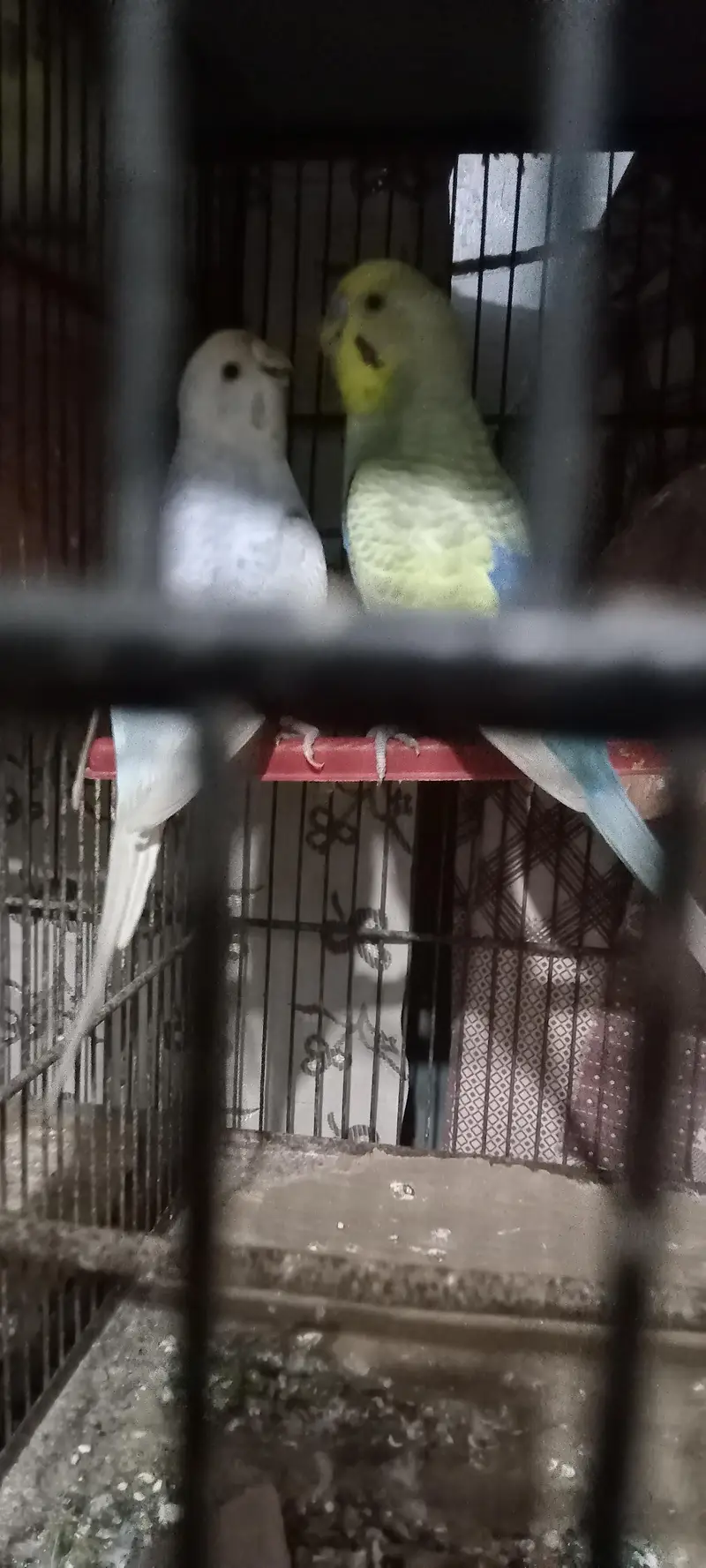 budgie — photo 3