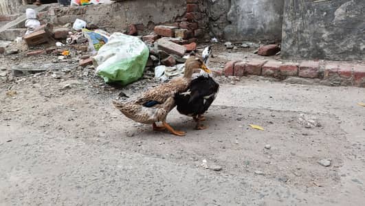 Duck Pair