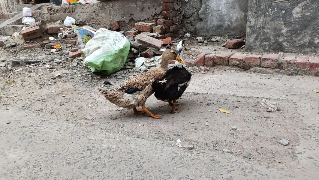 Duck Pair