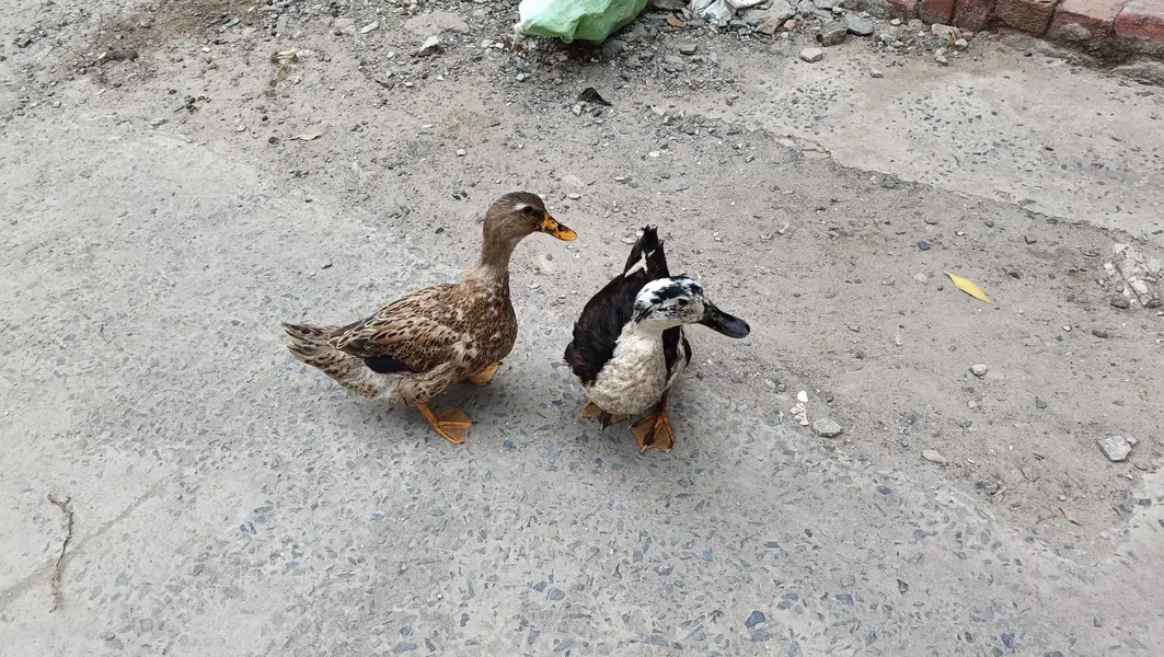 Duck Pair — photo 2