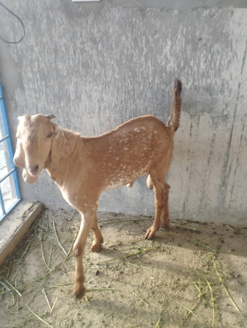 Bakra 0